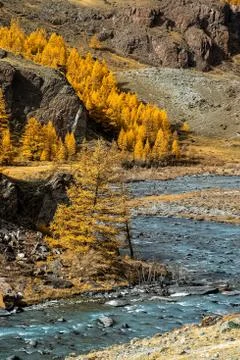 Mountain river flows over the rocks. The rivers are altai. Nature is altai. Stock Photos