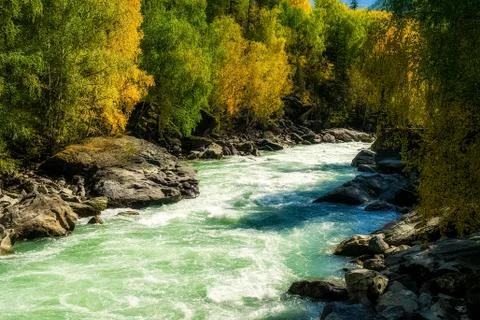 Mountain river flows over the rocks. The rivers are altai. Nature is altai. Stock Photos