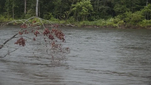 Mountain river flows past a flooded tree Video stock 120494268