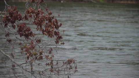 Mountain river flows past a flooded tree Stock Footage 120494282