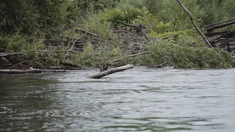 Mountain river flows past flooded trees 스톡 동영상 120495594