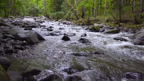 The mountain river flows rapidly in the afternoon among the trees 4k 스톡 동영상 80407287