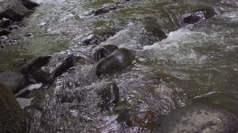 The mountain river flows rapidly in the afternoon among the trees close up Video stock 80408154