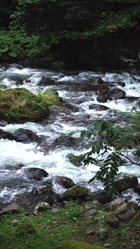 Mountain river flows rushing down the rocks skirting the trees in slow motion Stock Footage 248529122