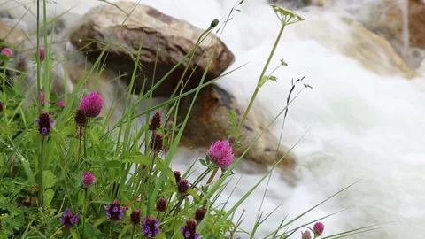 The mountain river flows on the stones Stock Footage 129782774