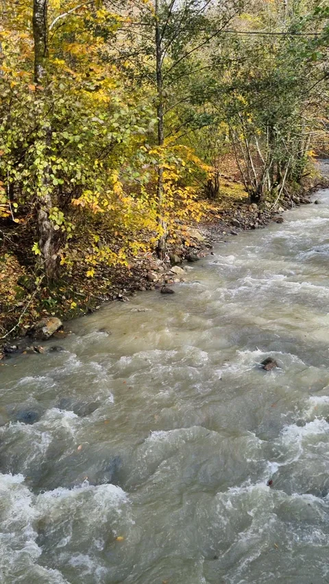 A mountain river flows through an autumn forest. Stock Footage 294904895