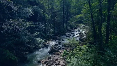 Mountain river flows through the forest in cloudy weather drone shooting Stock Footage 161981371