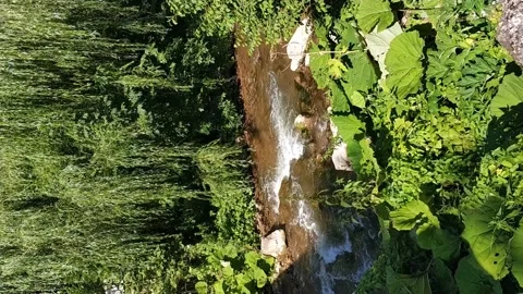 A mountain river flows through forest and shrubs. Stock Footage 164820032