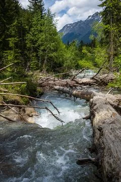 Mountain river flows through a forested area with fallen trees and rocky banks Stock Photos