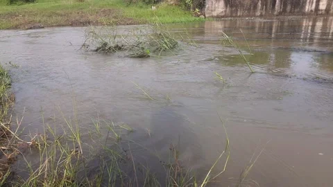 Mountain river flows through green forest. Stock Footage 145271051
