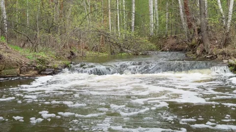 A mountain river flows through a mixed forest. The beauty of nature. Stock Footage 274210190