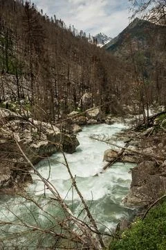 Mountain river flows through rocky terrain with fallen trees and charred forest Stock Photos