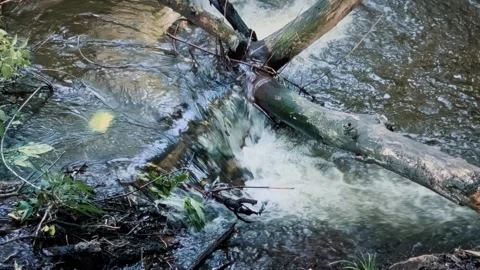 A mountain river flows through a wooded area with old fallen trees lying in i Stock Footage 244069554