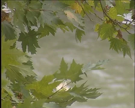 Mountain river Vidéo 999118