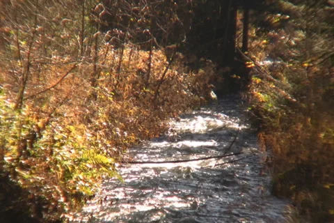 Mountain river Stock Footage 1051576
