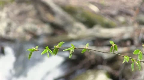 Mountain river Stock Footage 11099456