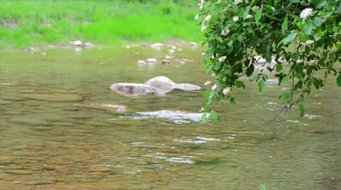 Mountain River Stock Footage 11133617