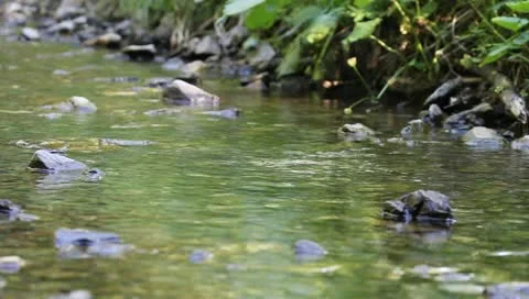 Mountain river Stock Footage 11230979