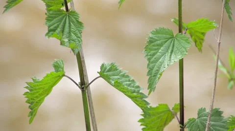 Mountain River Stock Footage 50827033