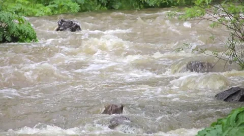 Mountain River Stock Footage 50827230