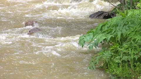 Mountain River Stock Footage 50868864