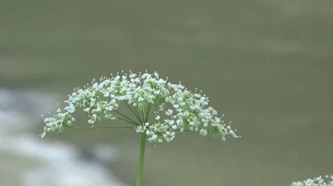 A mountain river 스톡 동영상 52074767