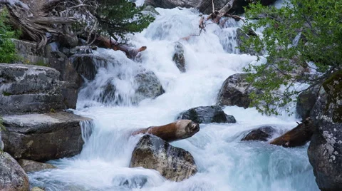 Mountain River Video stock 52348999