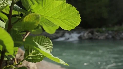 Mountain river Vidéo 74206376