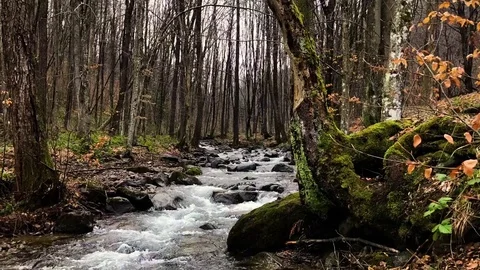 Mountain river Stock Footage 75354414