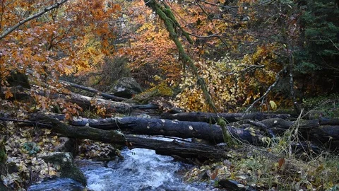 Mountain river Stock Footage 98302047