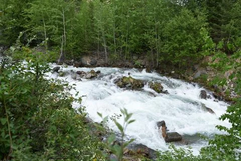 Mountain river in the forest, close-up. Nature of mountainous Altai. Stock Photos