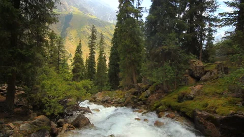 Mountain river in the forest close up. Summer Stock Footage 133864947