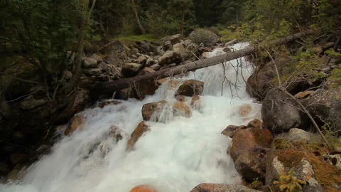 Mountain river in the forest close up. Summer Video stock 133865162