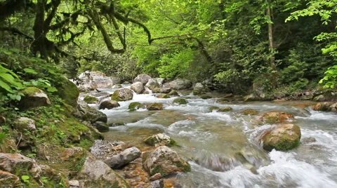 Mountain river in forest Stock Footage 949129