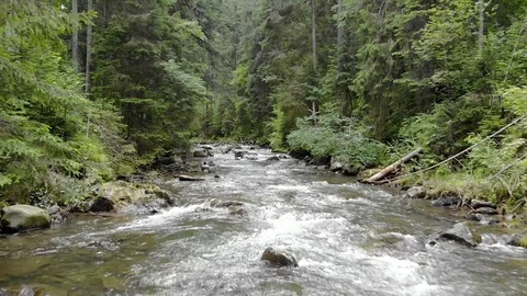 Mountain River on forest Stock Footage 92642431