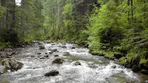 Mountain River on forest Stock Footage 92642537