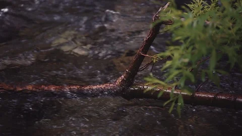 Mountain river in the forest Stock Footage 100823311