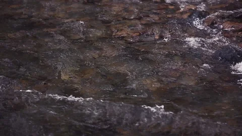 Mountain river in the forest Stock Footage 100823317