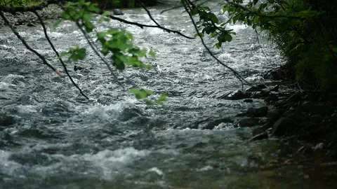 Mountain river in the forest Stock Footage 100823323