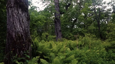 Mountain river in the forest Stock Footage 100823334
