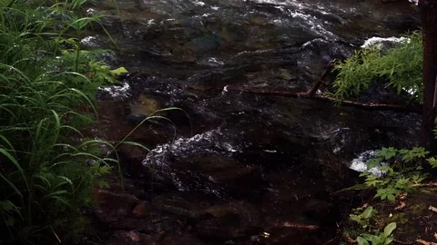 Mountain river in the forest Stock Footage 100823339