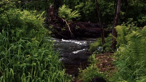 Mountain river in the forest Stock Footage 100823346