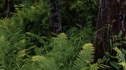 Mountain river in the forest Stock Footage 100823349