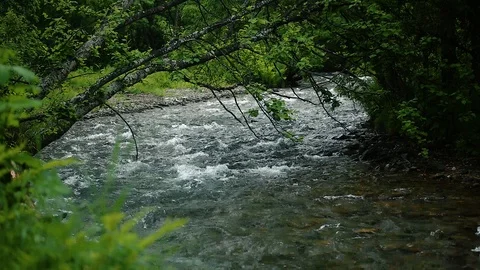 Mountain river in the forest Stock-Footage 100823363