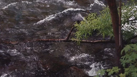 Mountain river in the forest Stock-Footage 100823366