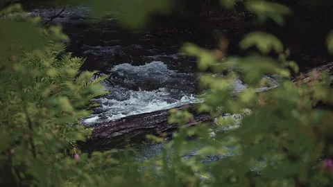 Mountain river in the forest Stock Footage 100823372
