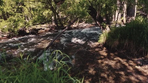 Mountain river in the forest Stock Footage 100823380