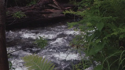 Mountain river in the forest Stock Footage 100823386