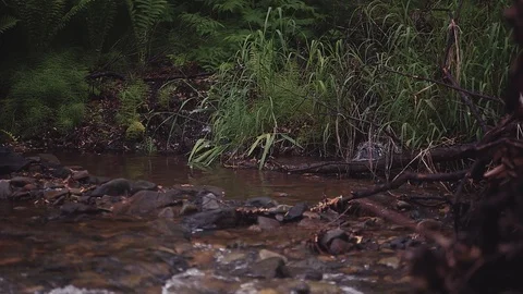 Mountain river in the forest Stock-Footage 100823392