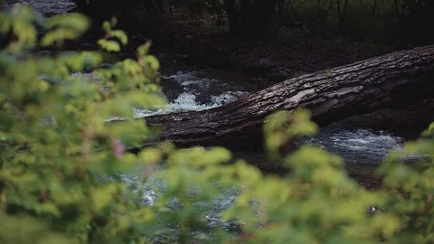 Mountain river in the forest Stock Footage 100823394